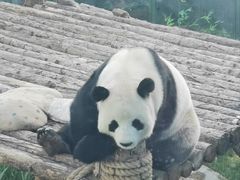 -大连森林动物园