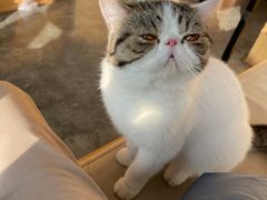-瞄一喵猫咖(格力海岸店)