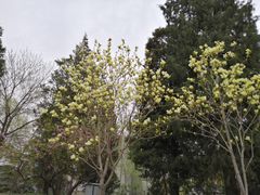 -丰台花园