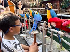 -海南槟榔谷黎苗文化旅游区