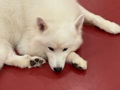 -和它·交个朋友·狗咖猫咖(爱琴海店)