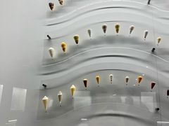 -贝壳王国博物馆