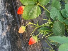 -尚田草莓姑娘白草莓采摘基地