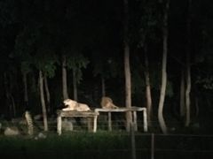-清迈夜间动物园