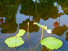 -新江湾城公园