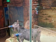 -正佳雨林生态植物园
