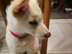 -柴务处·柴犬主题狗咖