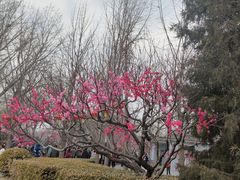 -莲花池公园