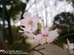 -上海共青森林公园