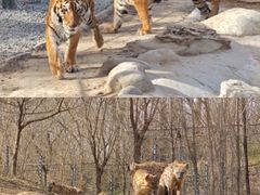 -北京野生动物园