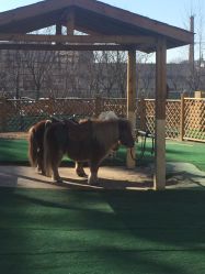 -萌宠亲子动物乐园(槐房万达店)