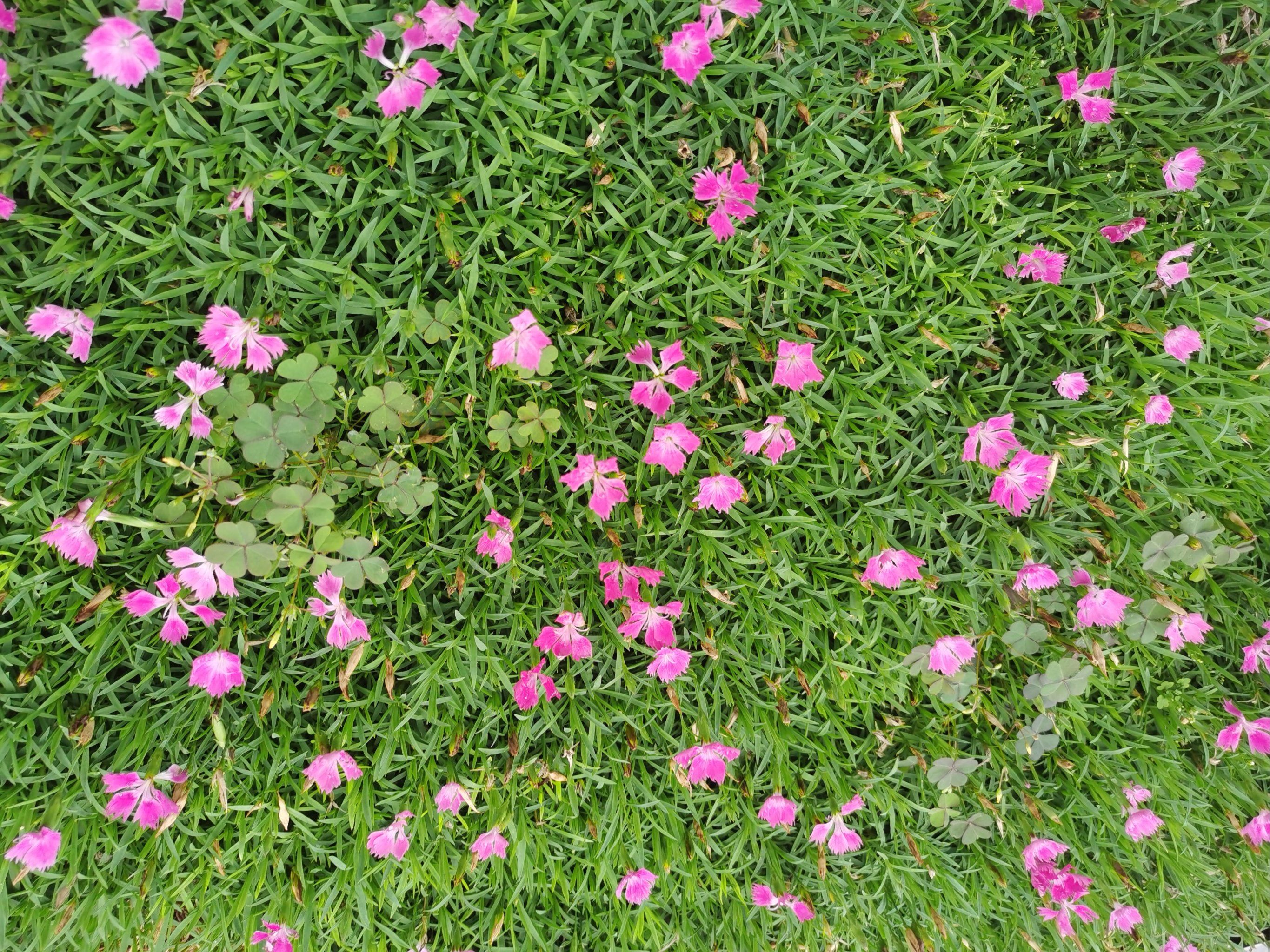 超可爱的小花花