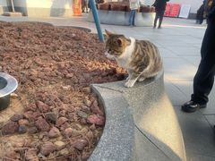 -龙华素斋(龙华路店)