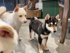 -more than meow吴止猫主题餐厅(承德 中船汇店)