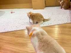 -滚猫咖啡·猫咖·猫友好撸猫(未来城店)