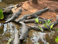 -海南热带野生动植物园