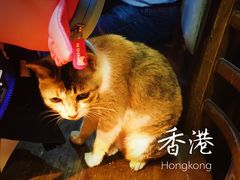 -香港港岛太平洋酒店