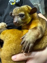 -Zoolung Zoolung动物主题公园(海信广场店)