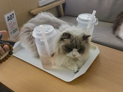 -鼓捣猫呢主题猫咖店