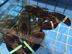 -双海酒店·海鲜家常菜(南戴河店)