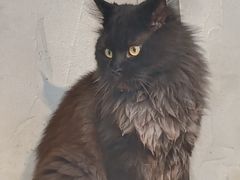 -Heymao猫咖.咖啡厅(东门店)