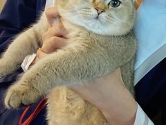 -喵屿·大理花园猫咖