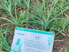 -中国科学院西双版纳热带植物园