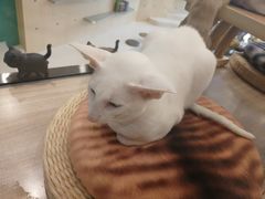 -飞行喵MR PILOT|猫舍·猫咖(静安大融城店)