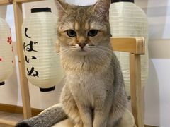 -柴迷FANS CLUB·柴犬狗咖·猫咖