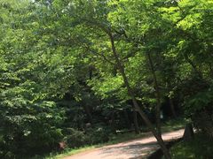 -汉拿树木园