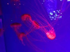 -芜湖新华联大白鲸海洋公园