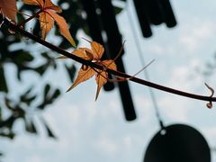 -出走咖啡·面包(宋庄店)