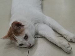 -宠福鑫康馨动物医院·骨科·眼科