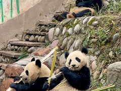 -中国大熊猫保护研究中心雅安碧峰峡基地