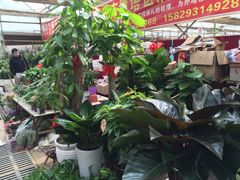 -秦美花卉(天朗·莱茵小城2期店)