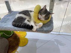 -COLOR PETS 撸猫馆·购猫·猫咖(长风大悦城店)
