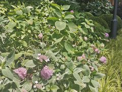 -静安公园(静安寺街道)