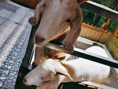 -上海大自然野生昆虫馆(东方明珠·爬宠昆虫探索中心)