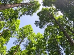 -黄海国家森林公园