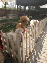 -上美四季动物农场