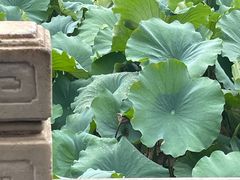 -莲池书院博物馆