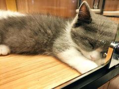 -袖虎·猫馆(体育西路店)