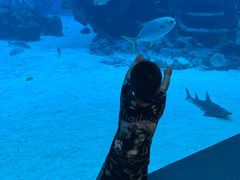 -新加坡海洋生态馆