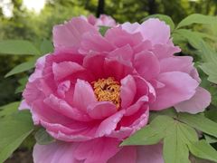 -洛阳市隋唐城遗址植物园
