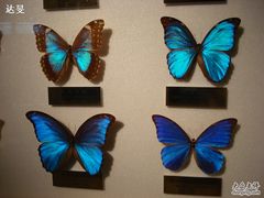 蝴蝶标本-上海昆虫博物馆