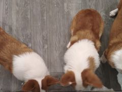 -浣熊柯尔鸭土拨鼠·电玩咖