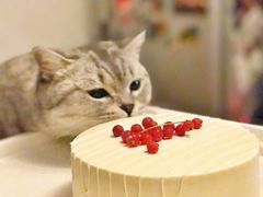 -猫十亿·布偶金渐层·曼基康矮脚猫舍(青年路店)