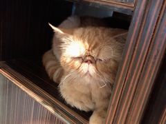 -more than meow吴止猫主题餐厅(承德 中船汇店)