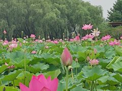 -东郊湿地公园