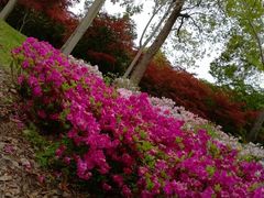 -上海鲜花港